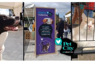 Ημέρες Υιοθεσίας Pet City: 94+ αδεσποτάκια βρήκαν τον Απρίλιο το παντοτινό τους σπίτι
